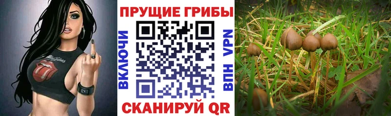 Псилоцибиновые грибы Psilocybine cubensis Красновишерск